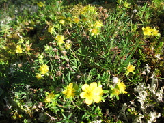 Potentilla biflora