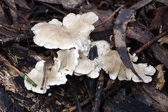 Clitocybe semiocculta