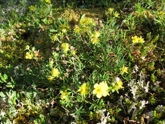 Potentilla biflora