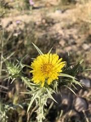 Scolymus maculatus