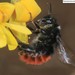 Fiery-bodied Bumble Bee - Photo (c) Homemountain/Shan Gui, some rights reserved (CC BY-NC), uploaded by Homemountain/Shan Gui