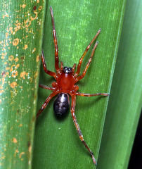 Corinnoidea