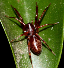 Corinnoidea