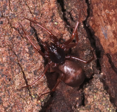 Corinnoidea