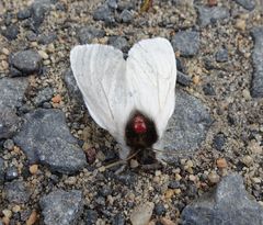 Trichiocercus mesomelas