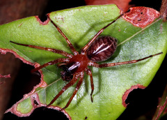 Corinnoidea
