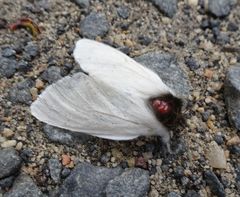 Trichiocercus mesomelas