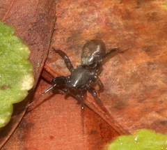 Corinnoidea