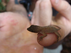 Anolis uniformis