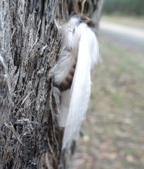 Trichiocercus mesomelas