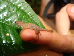 Anolis uniformis