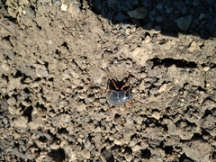 Nyctelia crassecostata