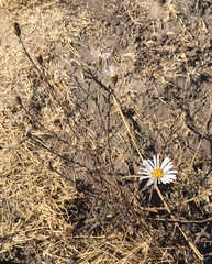 Symphyotrichum moranense