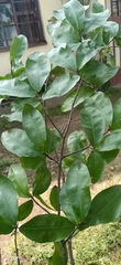 Ochnaceae