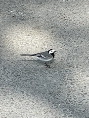 Motacilla alba