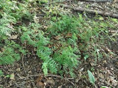 Vicia abbreviata