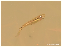 Aplocheilus lineatus