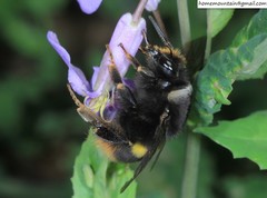 Bombus ganjsuensis