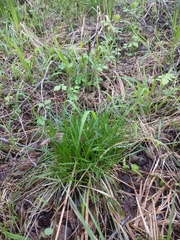 Carex umbrosa