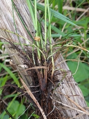 Carex umbrosa