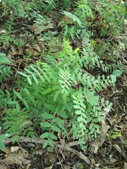 Vicia abbreviata