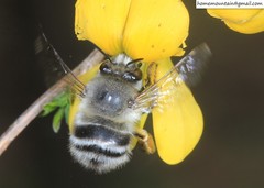 Anthophora melanognatha