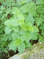 Lamiaceae