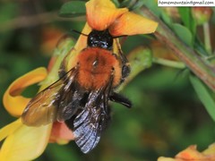 Bombus longipes