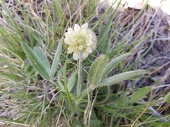 Trifolium eriocephalum eriocephalum