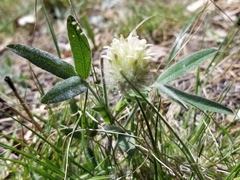 Trifolium eriocephalum eriocephalum