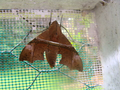 Aleuron iphis