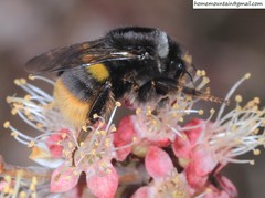 Bombus ganjsuensis