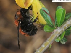 Bombus hedini