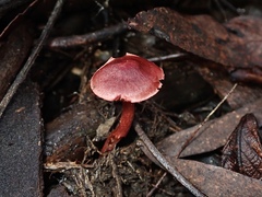 Cortinarius kula