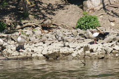 Alopochen aegyptiaca