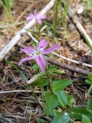 Phlox adsurgens