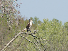 Phalacrocorax carbo