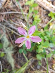 Phlox adsurgens