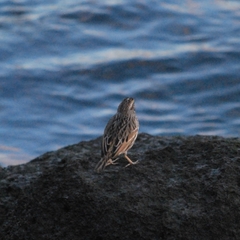 Passerculus sandwichensis beldingi