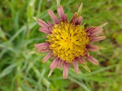 Tragopogon mirabilis
