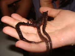 Ophiocoma echinata