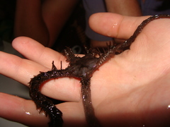 Ophiocoma echinata