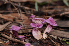 Hygrocybe cheelii