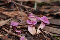 Hygrocybe cheelii