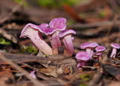 Hygrocybe cheelii
