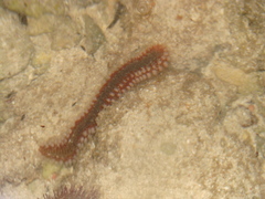 Hermodice carunculata