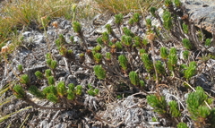 Celmisia lateralis lateralis