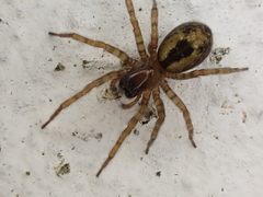 Amaurobius fenestralis