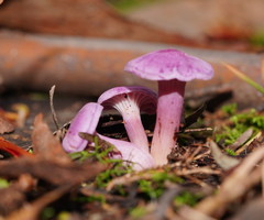 Hygrocybe cheelii
