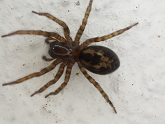 Amaurobius fenestralis